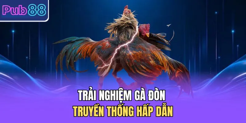 Trải nghiệm gà đòn truyền thống hấp dẫn